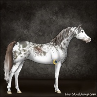 Horse Color:White Spotted Liver Chestnut