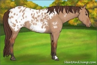 Horse Color:Bay Dun Blanket Rabicano Brindle 