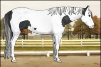 Horse Color:Black Splash Tobiano