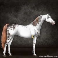 Horse Color:White Spotted Liver Chestnut Appaloosa 