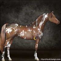 Horse Color:White Spotted Liver Chestnut 