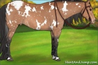 Horse Color:White Spotted Bay Appaloosa 