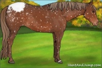 Horse Color:Liver Chestnut Snowflake Varnish