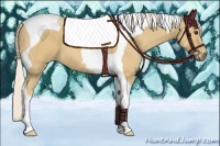 Horse Color:Palomino Tobiano 