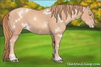 Horse Color:White Spotted Gold Champagne 