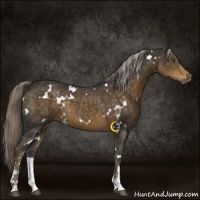 Horse Color:White Spotted Chocolate Palomino Sabino 