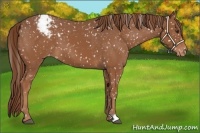 Horse Color:Chestnut Appaloosa 