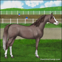 Horse Color:Chocolate Grullo Splash Appaloosa Brindle 