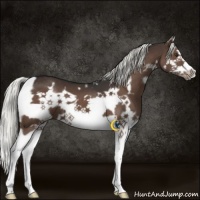 Horse Color:White Spotted Liver Chestnut Splash Frame