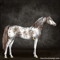 Horse Color:White Spotted Liver Chestnut 