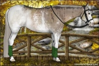Horse Color:White Spotted Liver Red Dun Rabicano 