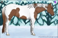 Horse Color:Chestnut Tobiano