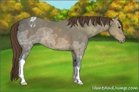 Horse Color:Buckskin Ice Appaloosa 