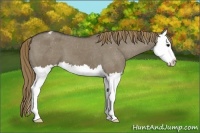 Horse Color:Smoky Grullo Splash Appaloosa