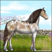 Horse Color:White Spotted Liver Red Dun Sabino Rabicano