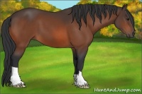 Horse Color:Brown 