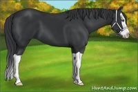 Horse Color:Black Splash