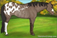 Horse Color:Liver Red Dun Appaloosa Rabicano Brindle 