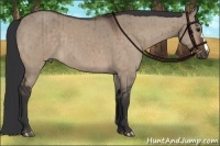 Horse Color:Brown Dun Brindle 