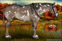 Horse Color:White Spotted Liver Red Dun