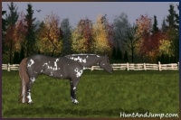 Horse Color:White Spotted Liver Chestnut Sabino Rabicano