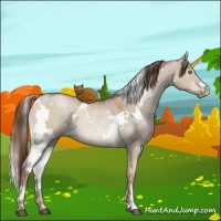 Horse Color:White Spotted Brown Ice Pearl Dun Rabicano 