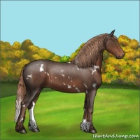 Horse Color:White Spotted Liver Chestnut 