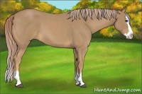 Horse Color:Palomino Roan Splash 