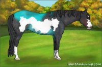 Horse Color:Brown Frame Rabicano