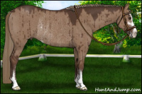 Horse Color:Liver Red Dun Sabino Rabicano Brindle 