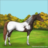 Horse Color:Liver Chestnut Tobiano Near Fewspot 