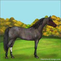 Horse Color:Midnight Bay Ice Roan 