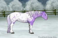 Horse Color:Watercolor Silver Brown Sabino Tobiano Blanket