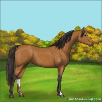 Horse Color:Buckskin 