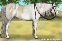 Horse Color:White Spotted Chocolate Palomino Roan Dun Rabicano