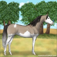 Horse Color:Liver Red Dun Sabino Splash Appaloosa 