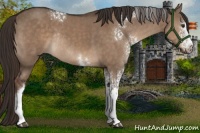 Horse Color:White Spotted Liver Red Dun Rabicano 