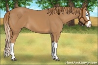 Horse Color:Chestnut Splash