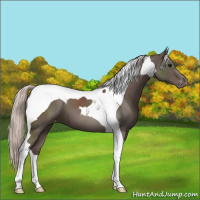 Horse Color:Silver Black Tobiano Appaloosa 