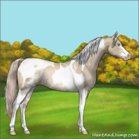 Horse Color:White Spotted Chocolate Palomino Pearl Tobiano Rabicano 