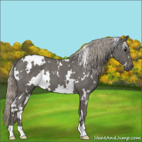 Horse Color:White Spotted Silver Blue Roan
