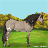 Horse Color:White Spotted Liver Red Dun 