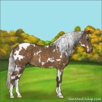 Horse Color:White Spotted Silver Buckskin
