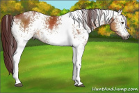 Horse Color:Gray White Spotted Chocolate Brown Rabicano 