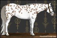 Horse Color:Chocolate Palomino Splash Near Leopard 