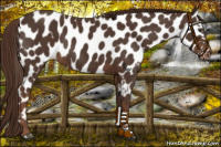 Horse Color:Liver Chestnut Near Leopard 