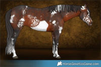 Horse Color:Brown Sabino Frame Rabicano
