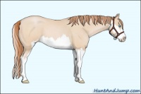 Horse Color:Buckskin Pearl Sabino Splash Frame 