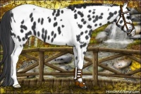 Horse Color:Black Tobiano Leopard 