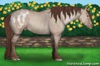 Horse Color:Classic Champagne Dun Varnish Rabicano 